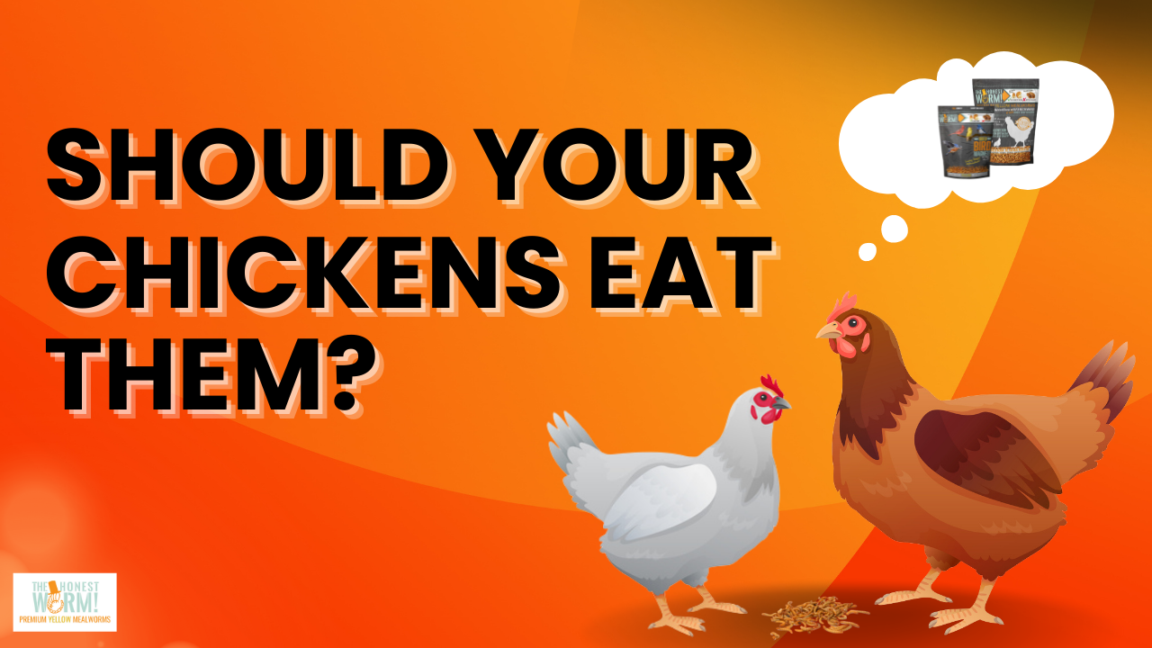 are-dried-mealworms-good-for-chickens-chicken-dirt