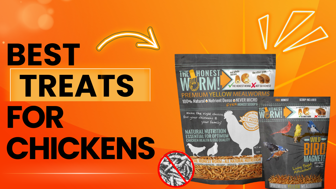 What Are The Best Treats For Chickens? Chicken Dirt