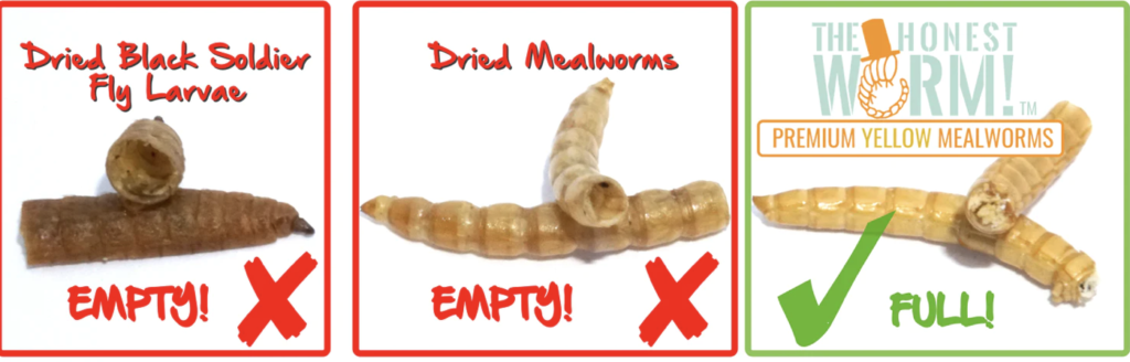 other-dried-mealworms-vs-the-honest-worm!