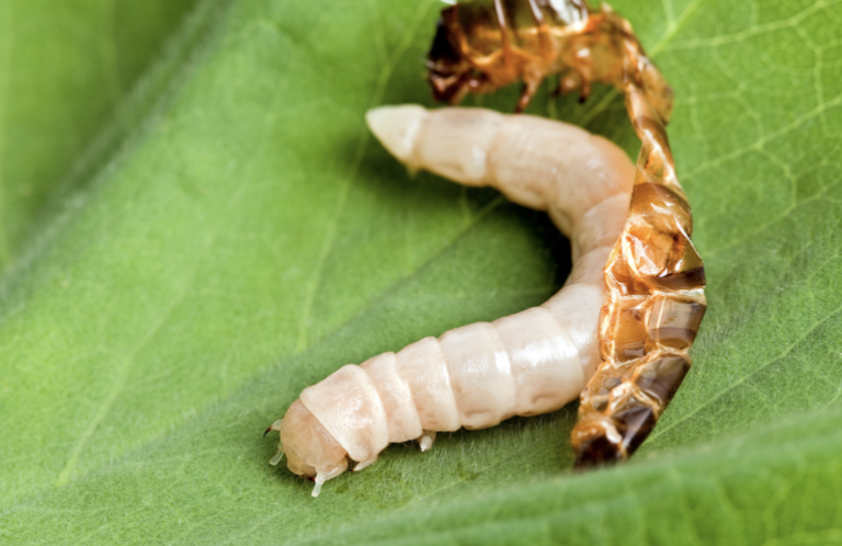 mealworm