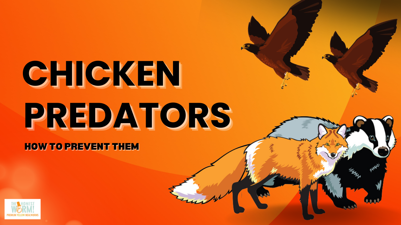 Predators For Backyard Chickens and How To Prevent Them