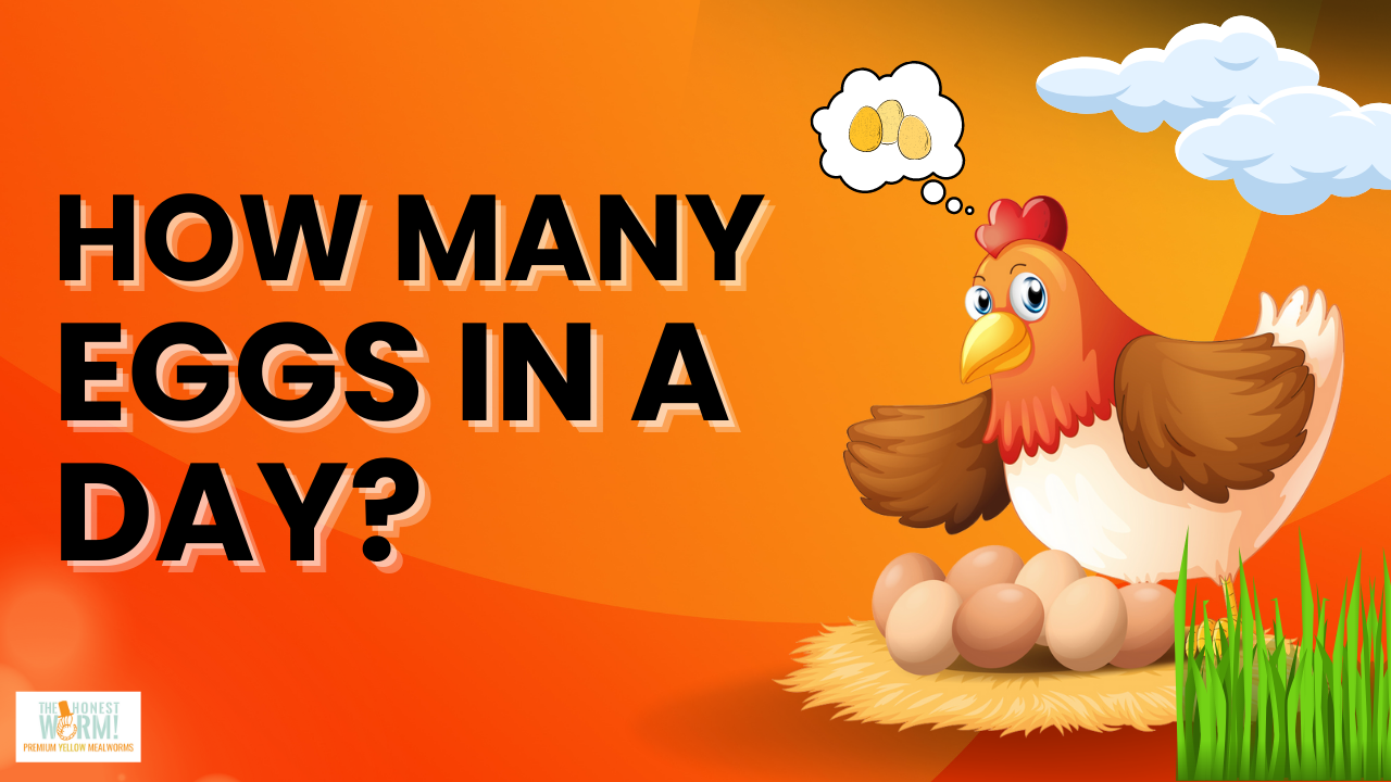 How Many Eggs Per Day Do Chickens Do?