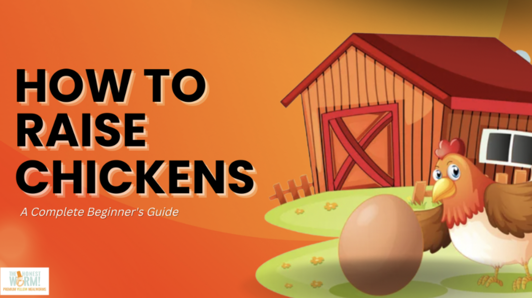 Keeping Chickens with Fresh Eggs For Beginners