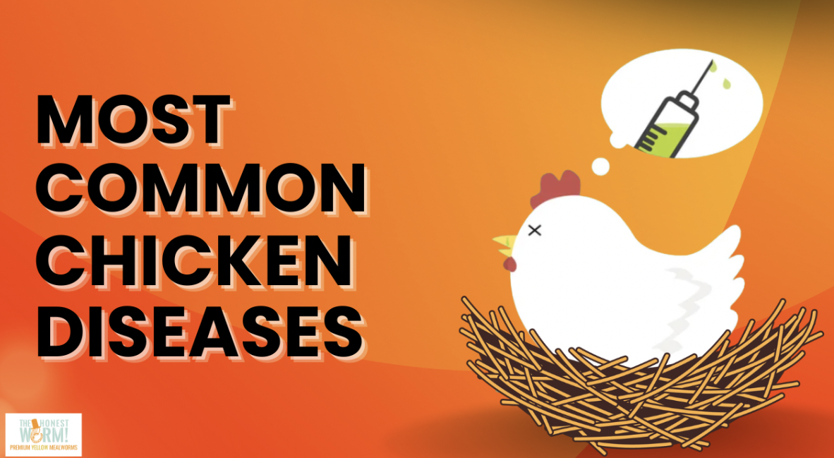 6 Most Common Chicken Health Problems